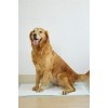 Uniq Snappy Pawdry Blue Επιδαπέδιες Πάνες Εκπαίδευσης Σκύλων 60×90cm 20τμχ